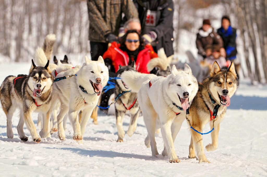 dog-sledding-1
