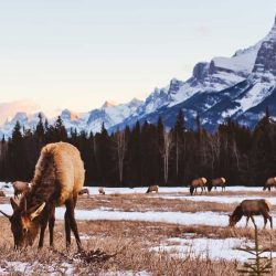 Banff Wildlife Safari Tour