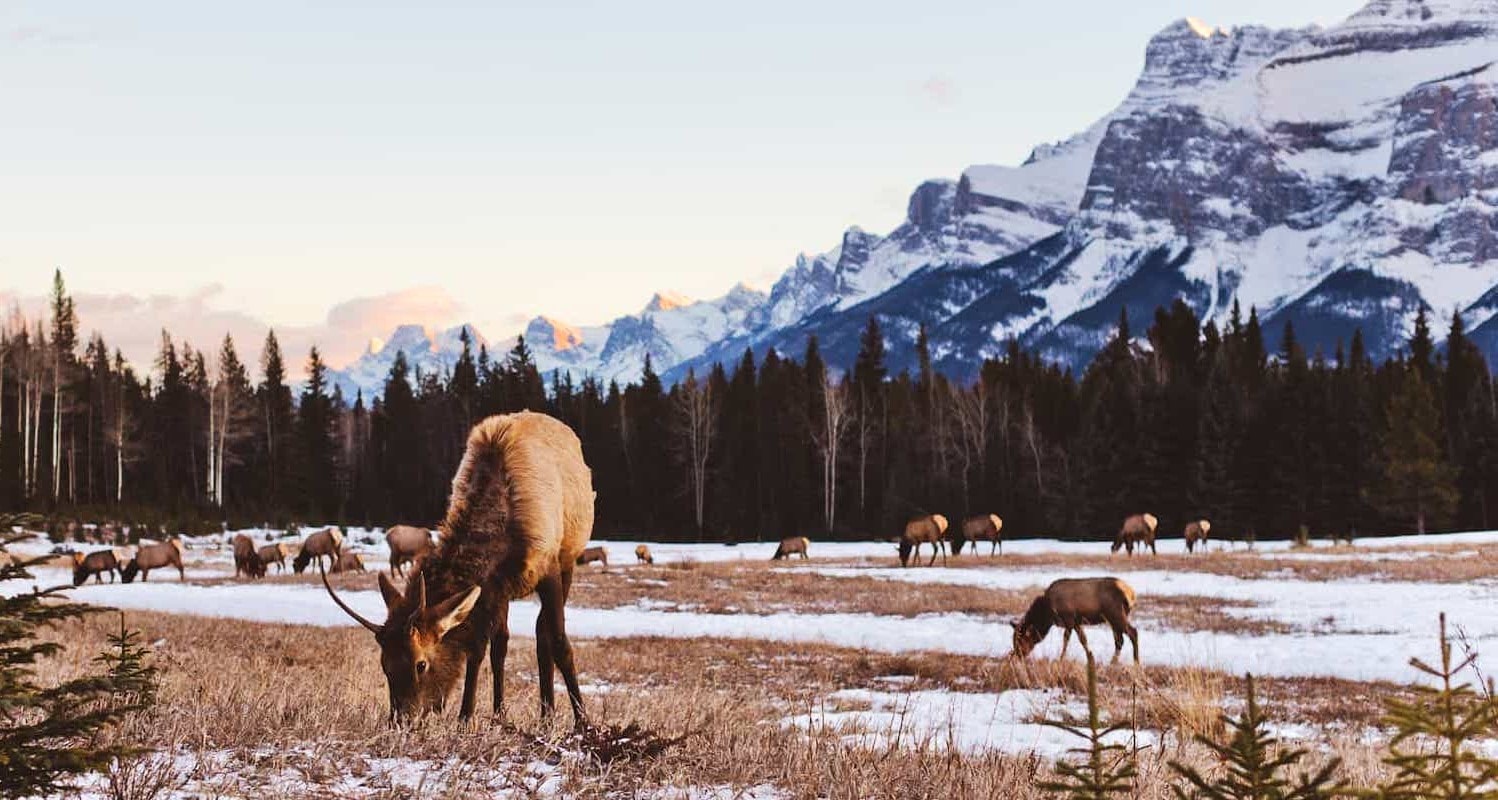 Banff Wildlife Safari Tour