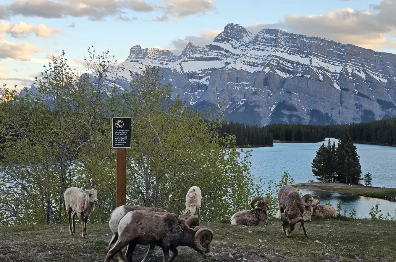 Banff Evening Wildlife Safari