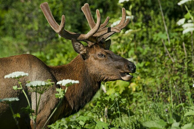 banff wildlife safari tour