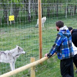 Yamnuska Wolfdog Sanctuary