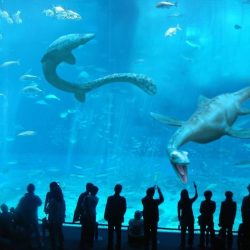 Monterey Bay Aquarium Live Camera