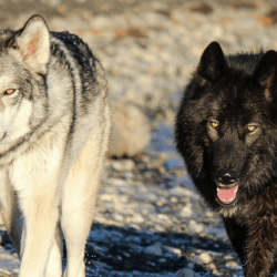 Wolfdog Sanctuary Cochrane AB
