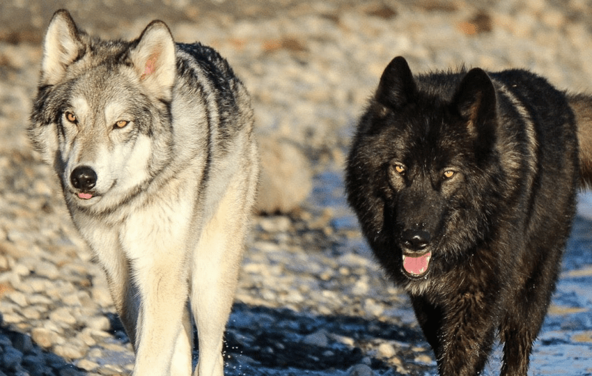 Wolfdog Sanctuary Cochrane AB