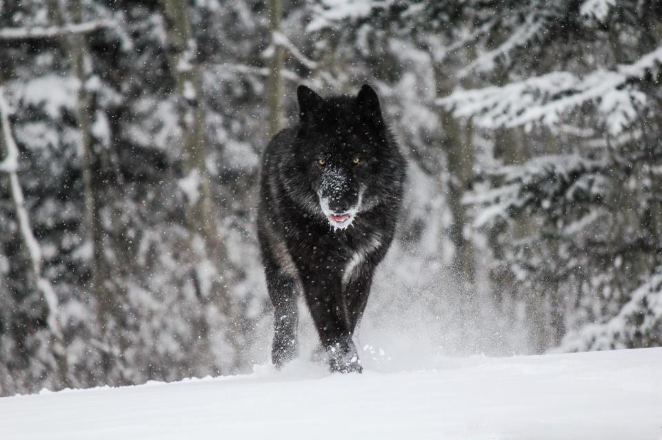Yamnuska Wolfdog Sanctuary - Epic Experiences