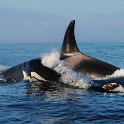 Vancouver Whale Watching Tour